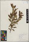 Foto von Salix maccalliana Rowlee